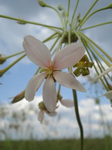 Pelargonium luridum flower
